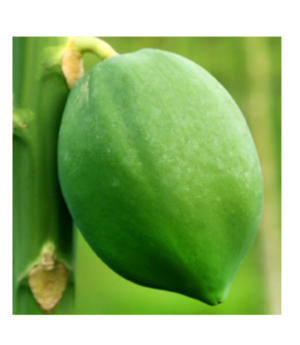 Papaya