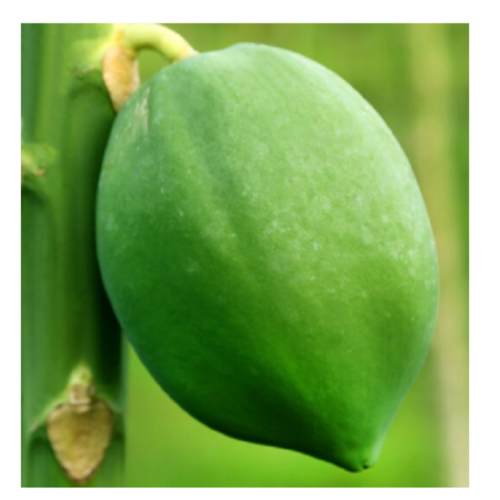 Papaya